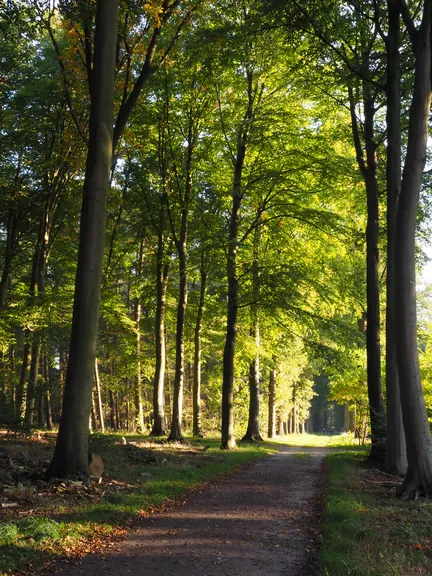 Vagevuurbos en Lippensgoed-Bulskampveld (België)